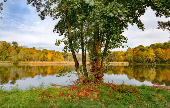 Picture forest, summer, trees, lake