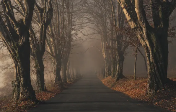 Road, autumn, forest, light, trees, branches, nature, fog