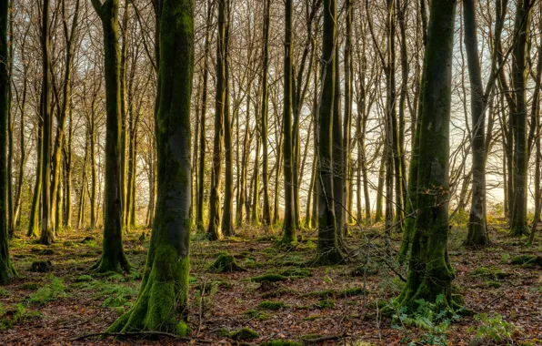 Picture autumn, forest, trees, nature, moss, early autumn