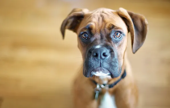 Look, each, dog