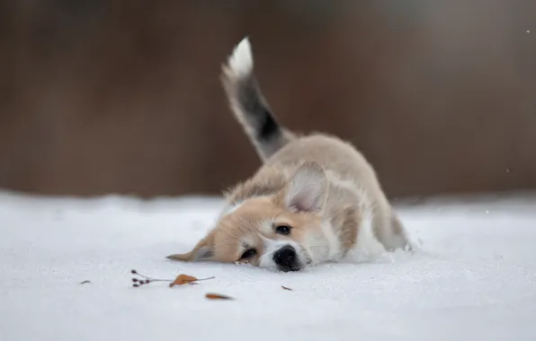 Picture winter, snow, mood, dog, puppy, doggie, Welsh Corgi, Svetlana Pisareva