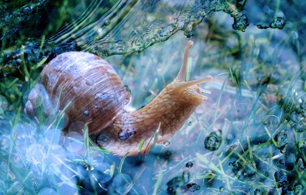 Picture wave, grass, water, drops, macro, nature, blue, snail