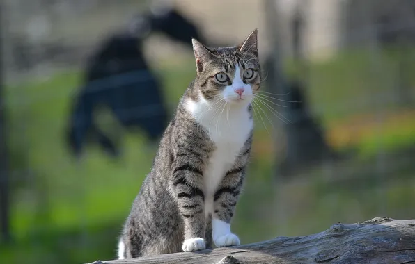 Cat, nature, log, attention