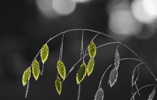 Grass, macro, nature
