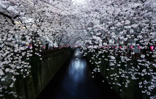 Japan, Sakura, Japan