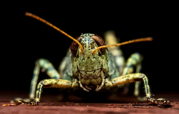 7,400+ Meadow Grasshopper Stock Photos, Pictures & Royalty-Free Images -  iStock