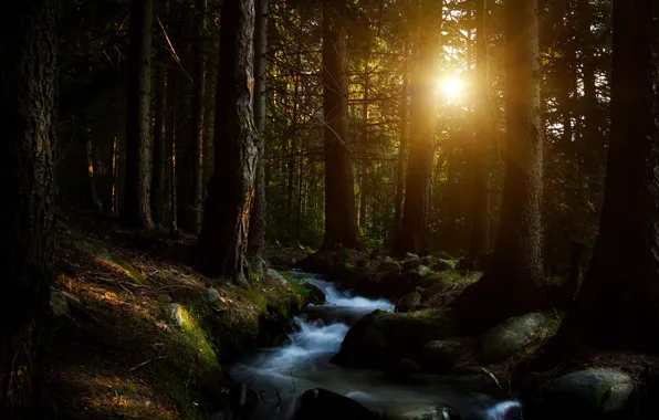Picture the sun, trees, stream, Forest, forest