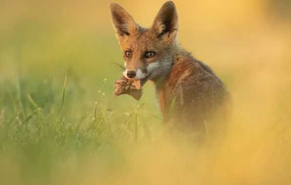 Language, look, background, portrait, Fox, Fox, mining, Fox