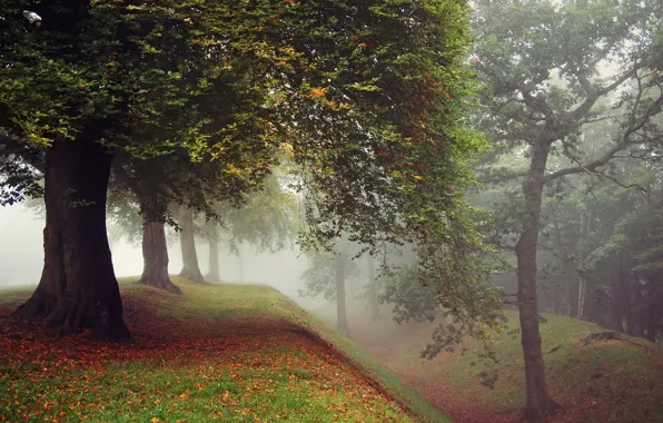 Autumn, grass, leaves, trees, fog, Park