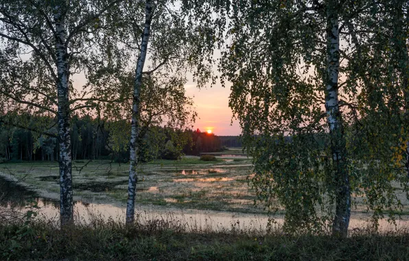 Picture trees, landscape, sunset, nature, river, forest