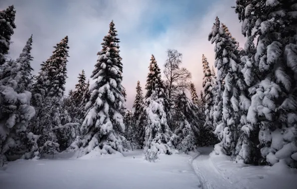 Picture winter, snow, trees, nature, the evening, ate, track, Elena Sokolova