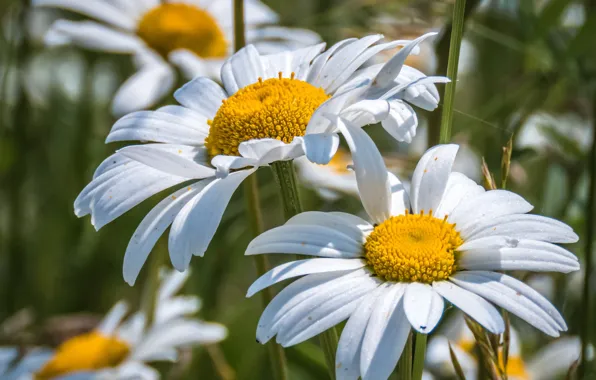 Macro, chamomile, petals
