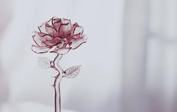 Glass, background, rose