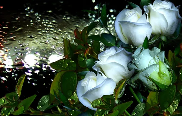 Drops, Rosa, rain, Roses, white