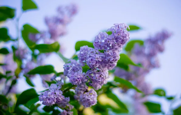 Picture spring, the bushes, lilac