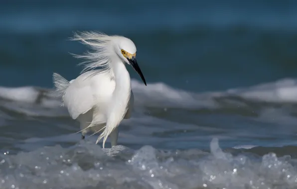 Picture bird, snowyegret, water