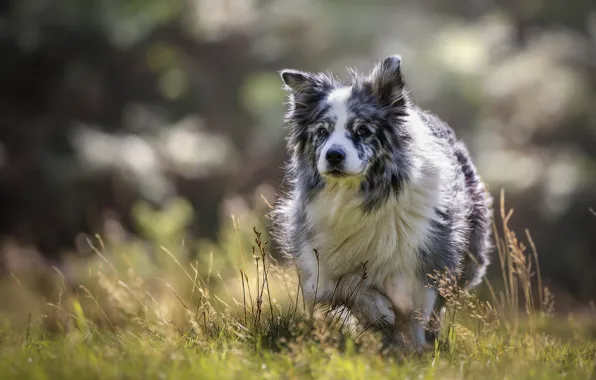 Nature, each, dog