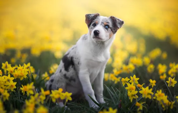 White, look, flowers, nature, pose, background, glade, dog