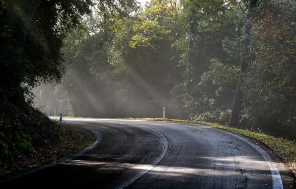 Picture road, light, landscape, fog, morning
