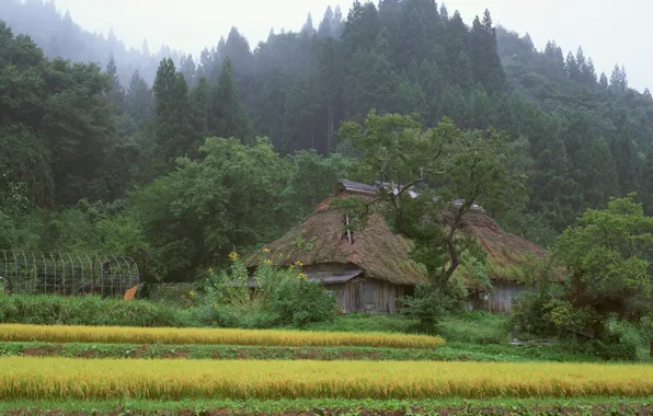 Forest, house, Japan