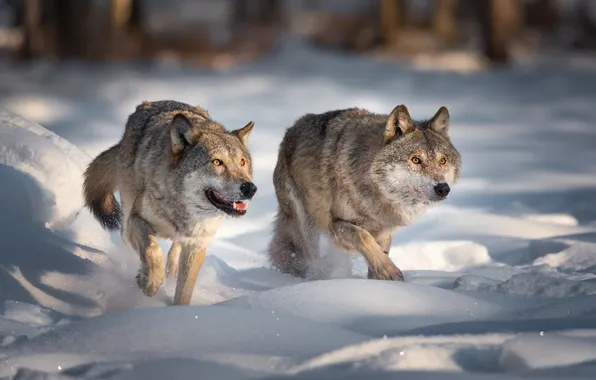 Winter, forest, look, light, snow, nature, pose, wolf