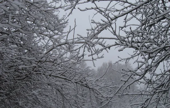 Picture winter, snow, trees, branch