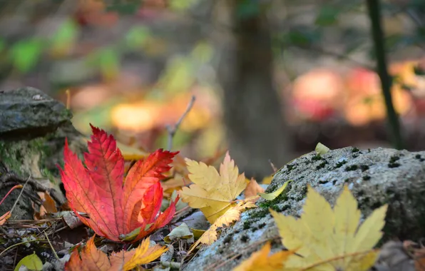 Autumn, forest, leaves, stones