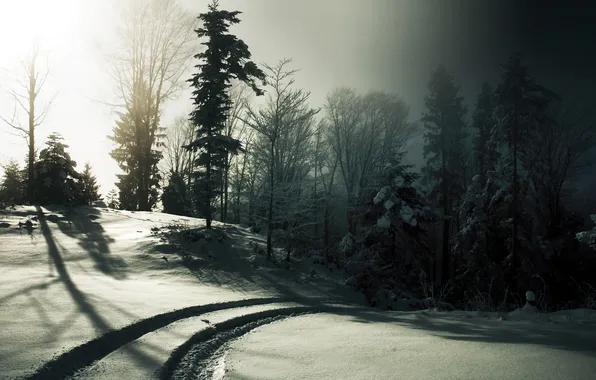 Picture winter, road, forest, light, snow, ate