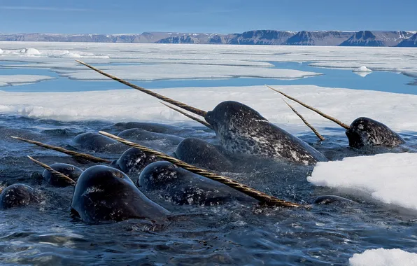 Picture sea, nature, narwhals