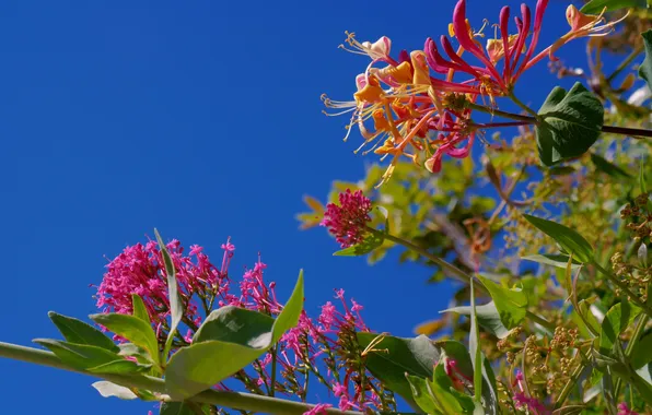 The sky, leaves, flowers, branches