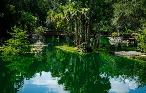 Greens, water, trees, bridge, pond, Park, reflection, FL
