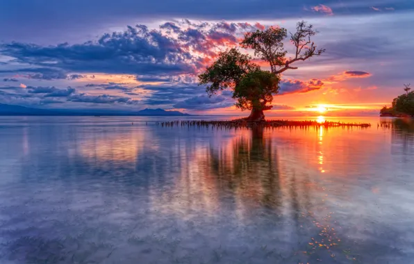 Picture sea, sunrise, tree, dawn, Indonesia