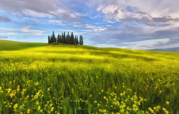 Field, the sky, clouds, flowers, spring, Italy, May, Tuscany