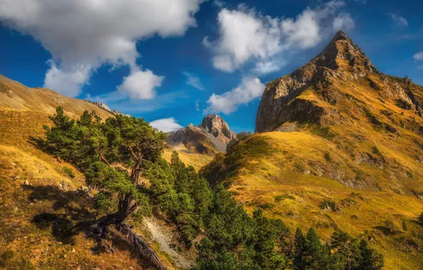 Trees, landscape, mountains, nature, The Caucasus, Zahedan Scala, Shanta