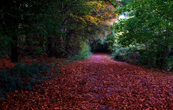 Road, autumn, forest, leaves
