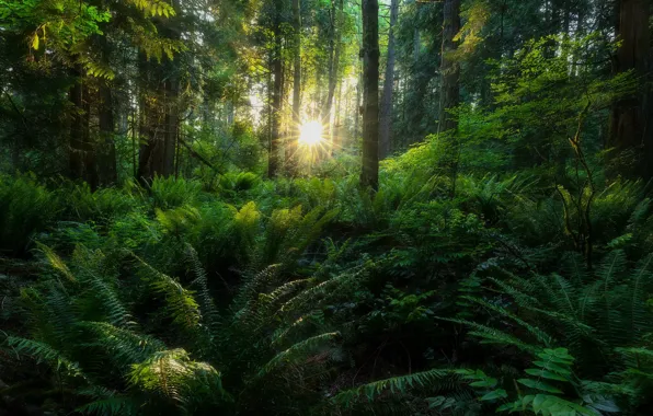 Greens, forest, summer, leaves, the sun, rays, light, trees