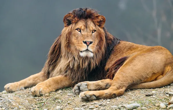 Picture look, face, nature, pose, pebbles, stones, grey, background