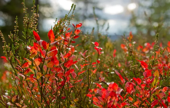 Autumn, forest, leaves, meadow, the bushes
