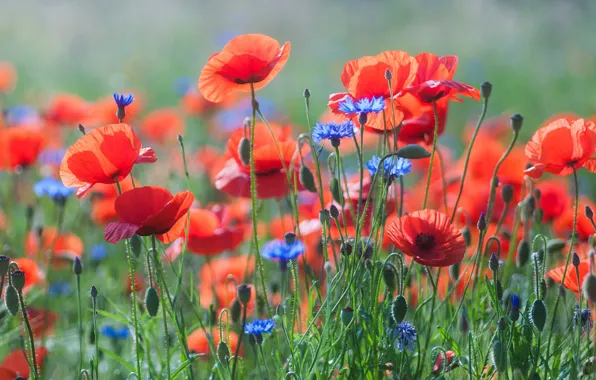 Picture field, summer, flowers, nature, background, glade, Maki, red