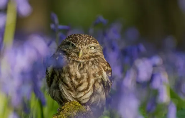 Picture flowers, nature, owl, bird