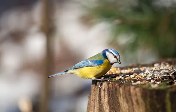 Bird, stump, tit