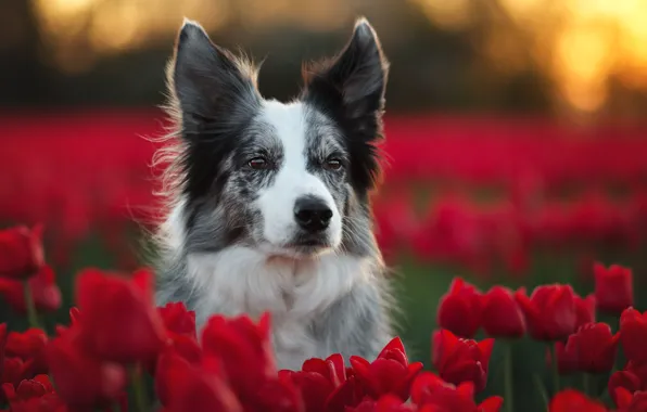 Field, look, light, flowers, nature, pose, portrait, dog