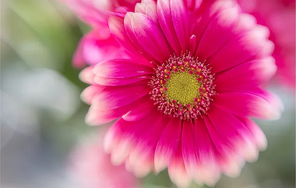 Flower, macro, pink, gerbera, art processing