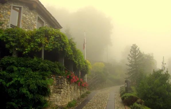 Picture flowers, nature, fog, house, track