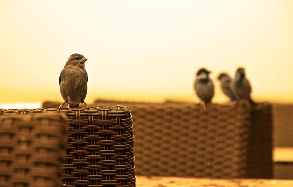 Birds, background, sparrows