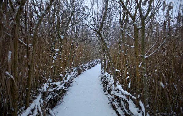 Picture winter, forest, snow, track, forest, Winter, snow, path