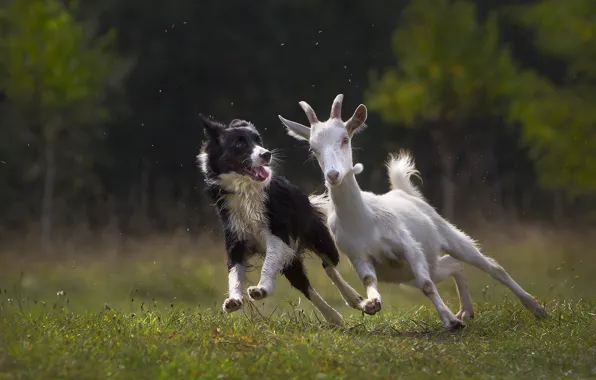 Picture animals, grass, nature, dog, dog, goat, goat