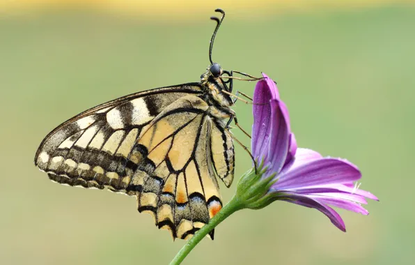 Flower, summer, drops, macro, background, lilac, butterfly, profile