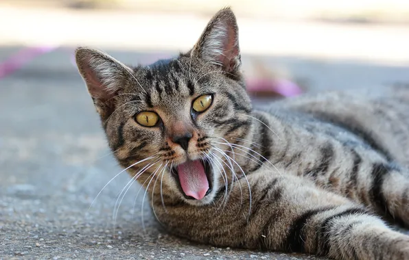 Picture language, cat, asphalt, lies, yawns