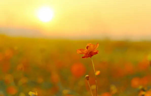 Field, flower, the sun, flowers, kosmeya